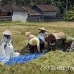 rice_ubud_h_0010_bal0824.jpg